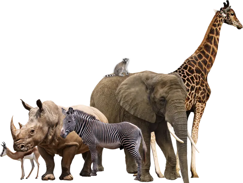 Real Animals PNG
