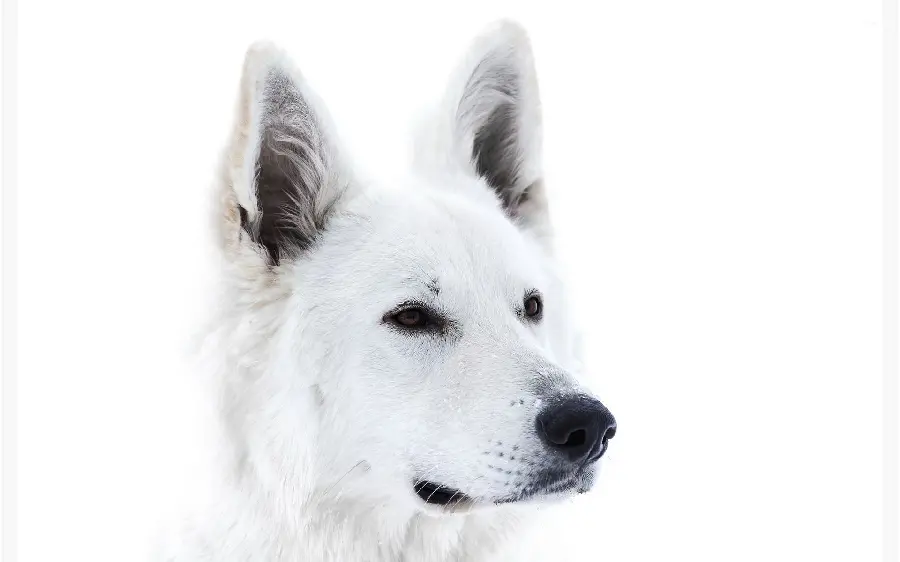 4K White German Shepherd Profile Picture