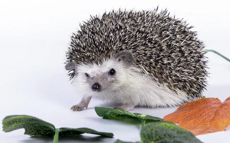High-quality wallpaper of a distant hedgehog with a direct link