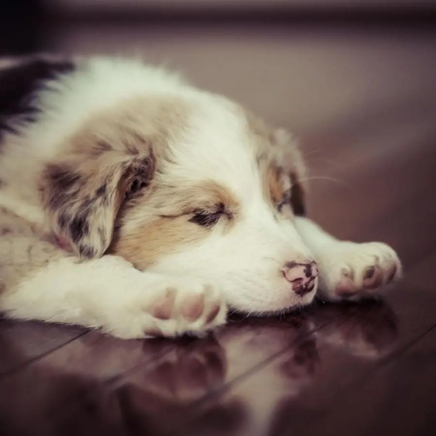 Australian Shepherd Dog Photo in 4K Resolution