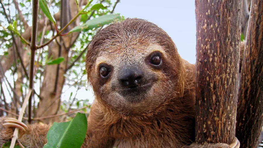 Awesome and Interesting Stock Photo of a Real Sloth Hanging from Tree