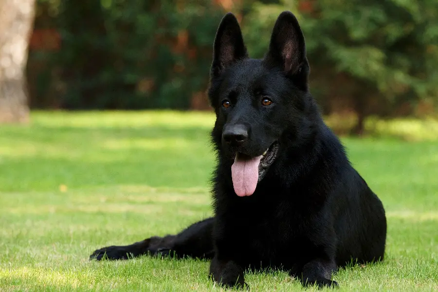 Full HD resolution background image of the German Shepherd Rex dog