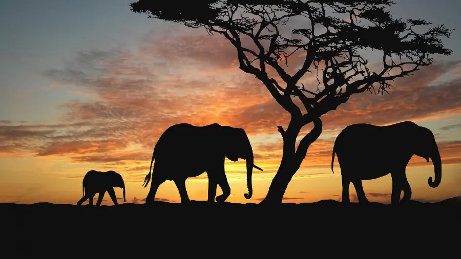 Download photo of elephants and tree shadows for mobile background