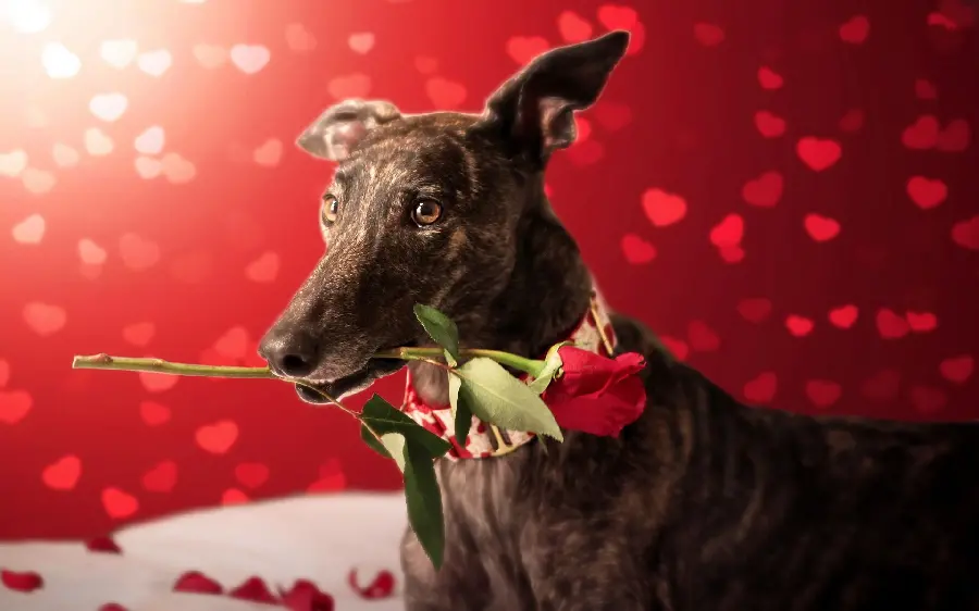 Photo of a Greyhound with Valentine's Day Theme