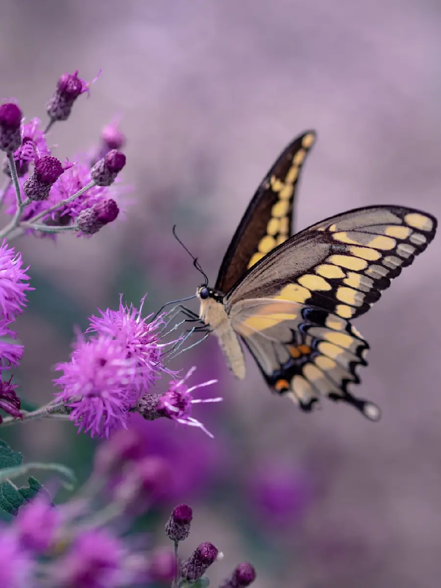 Wallpaper for a girl's iPhone background with a cute and stunning butterfly design