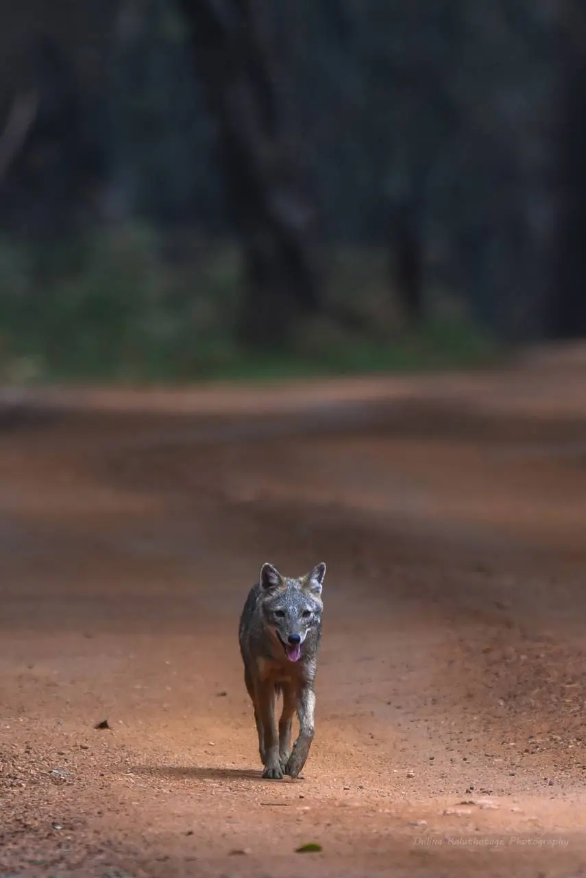 Wallpaper for phone with real jackal design 