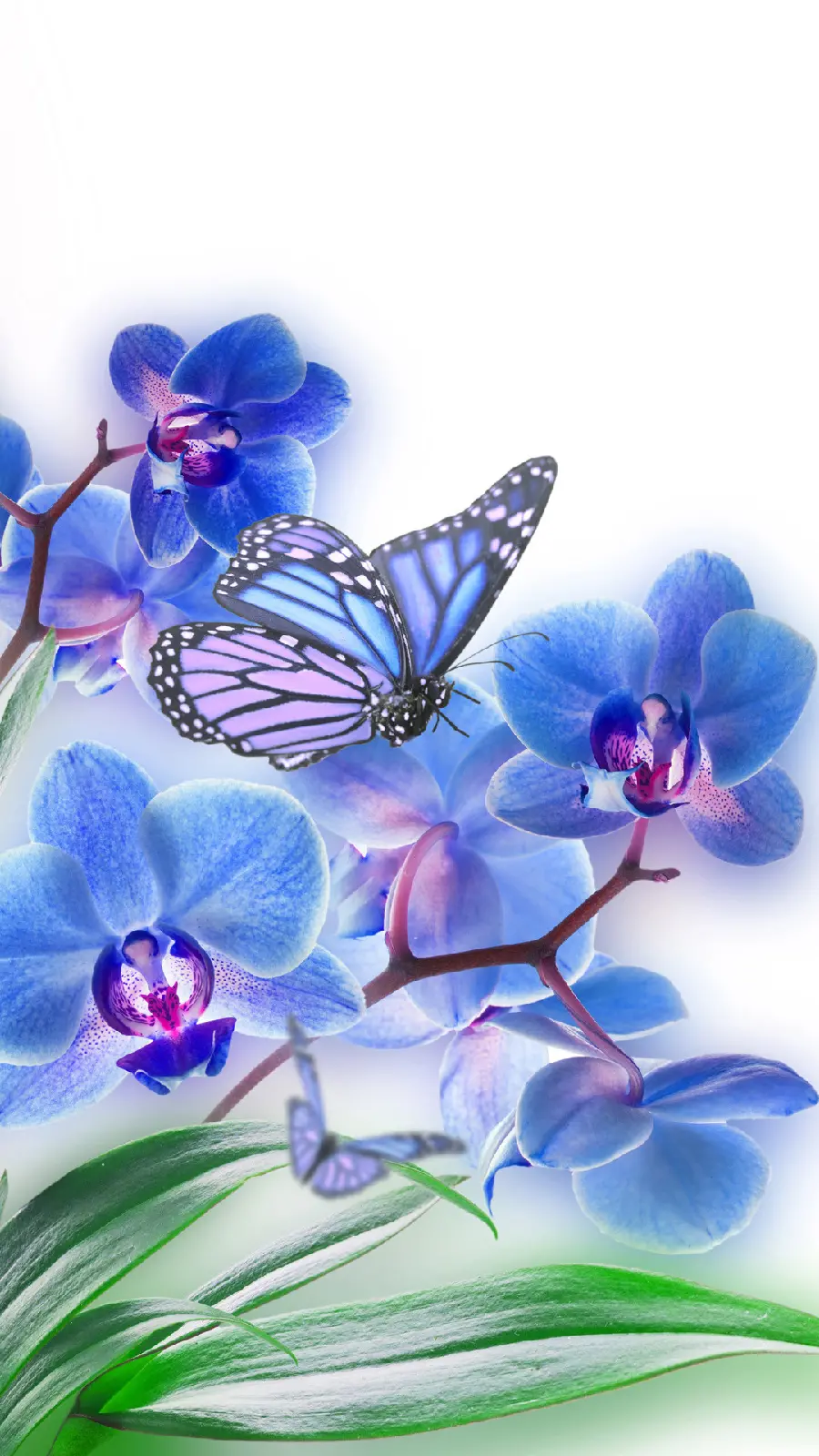 Cute profile photo of a butterfly for iPhone background 