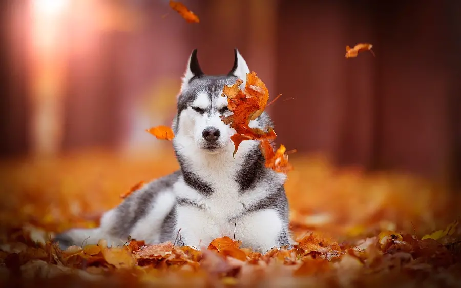 Husky Background with Red and Orange Autumn Leaves