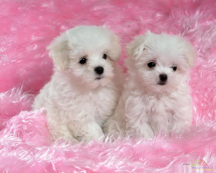 Download wallpaper of small puppies for girls