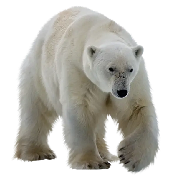 Polar Bear Background Image in High Quality PNG File
