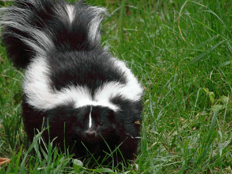 Full HD Wallpaper of American Mink or Skunk