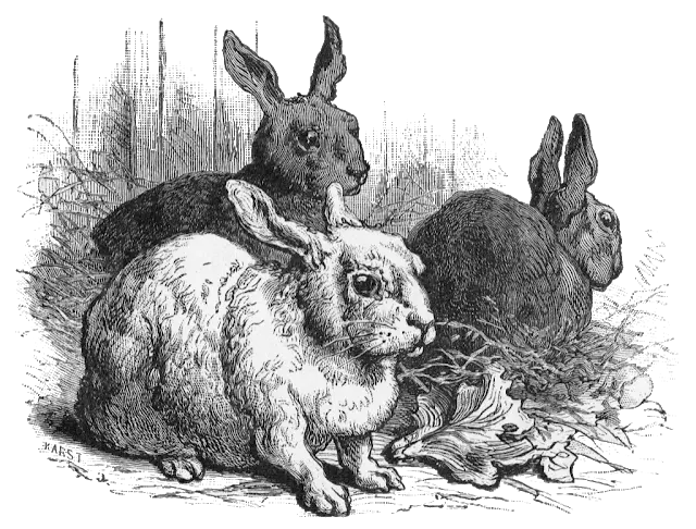 Free Black and White Rabbit Family Drawing PNG