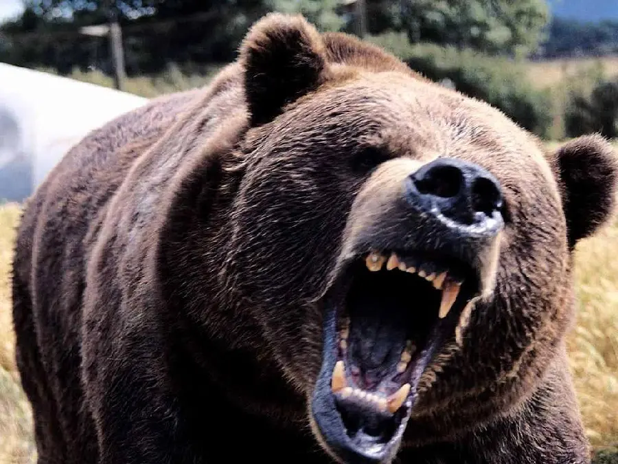 Download profile picture of a wild grizzly bear ready to attack