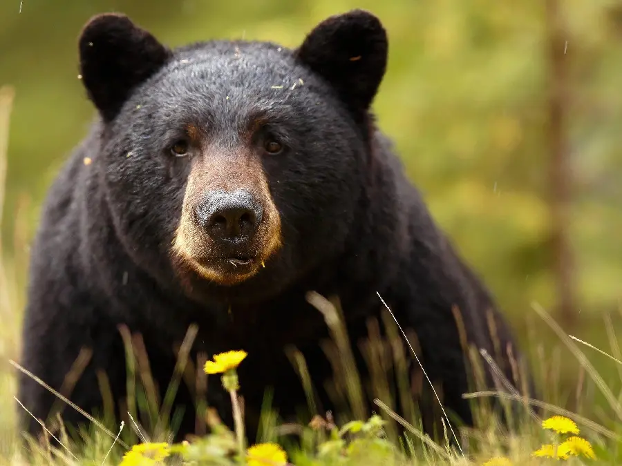 Exciting Profile Picture of Adult Black Bear HD
