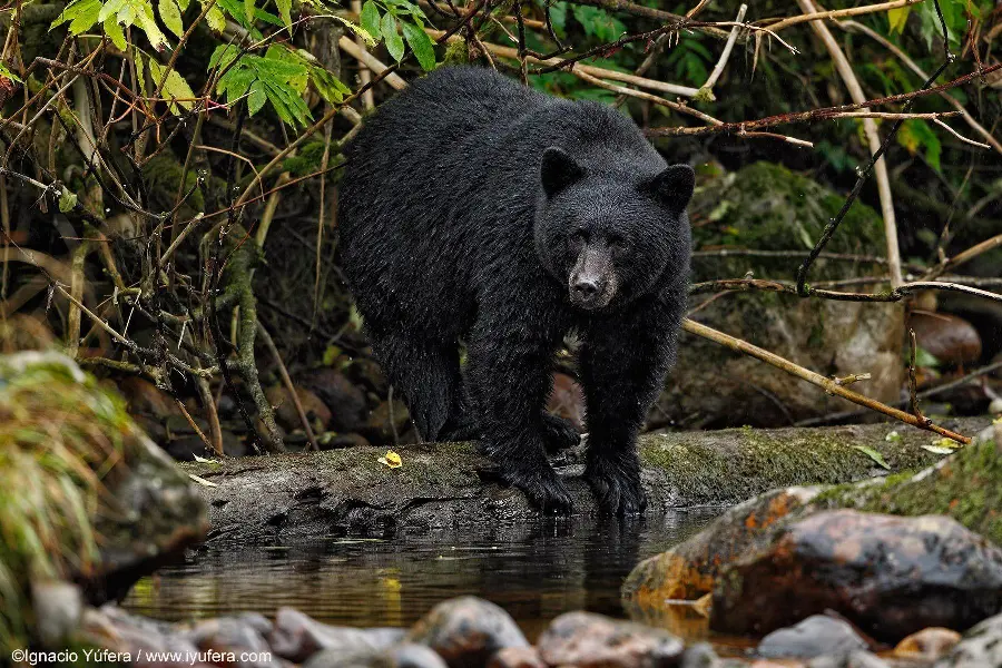 HD Black Bear Wallpaper for Websites