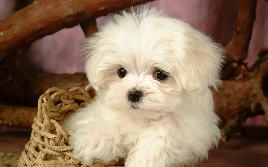 Free download of attractive and high-quality wallpapers of cute puppies