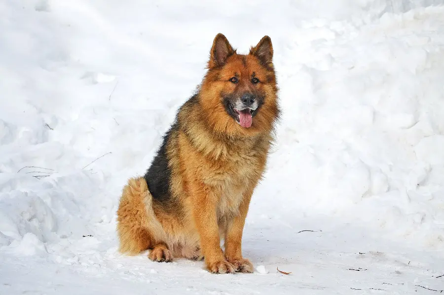 Download the most attractive background photos of German Shepherd Rex Dog