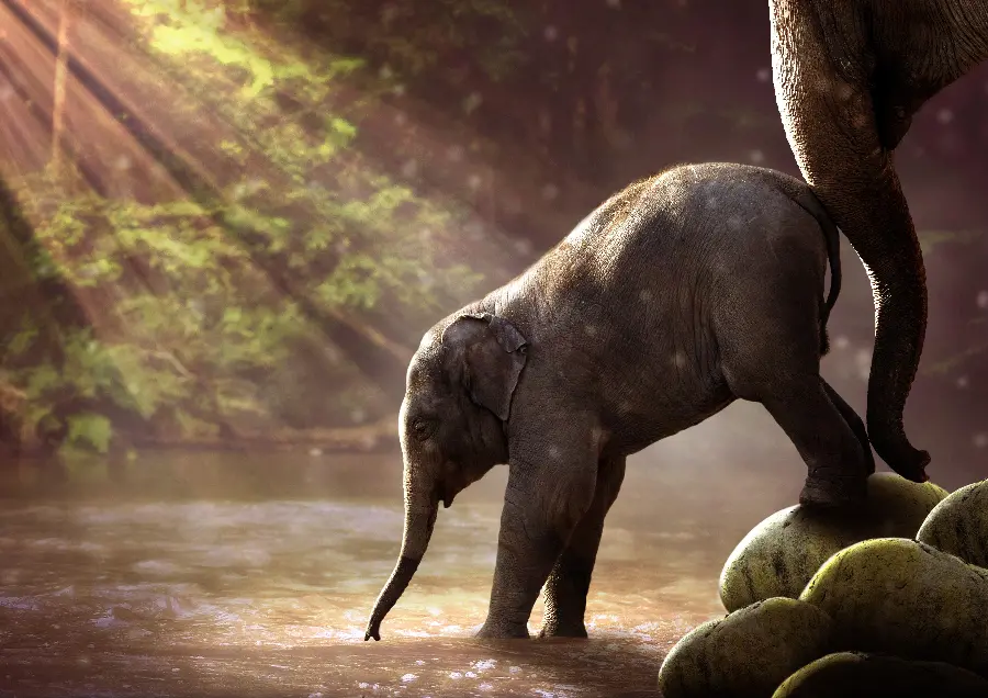 Download a funny and cute stock photo of a baby elephant walking in 4k quality