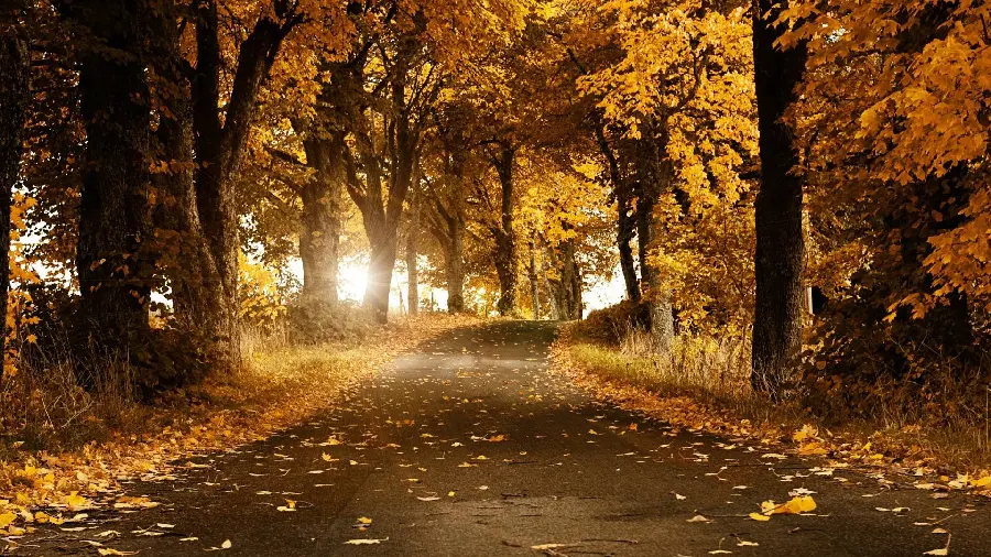 Beautiful autumn scenery