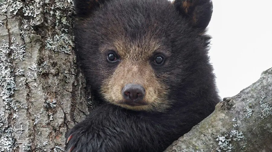 Wallpaper with professional photography of a black bear cub staring at the camera
