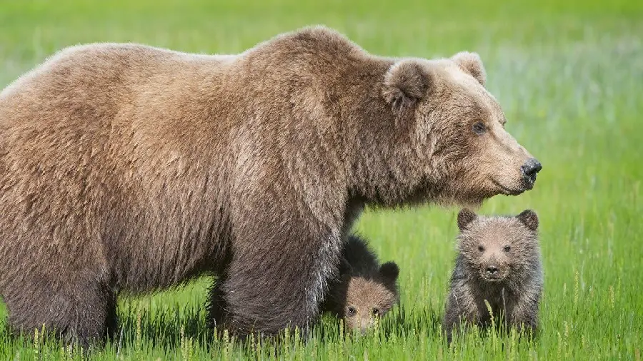 Download grizzly bear cub wallpaper for profile 