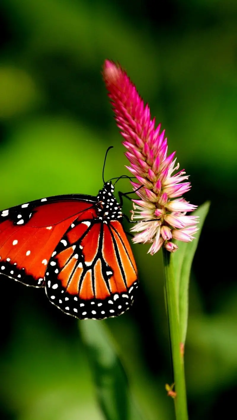Very High Quality Background of Cute Queen Butterfly Special for iPhone 