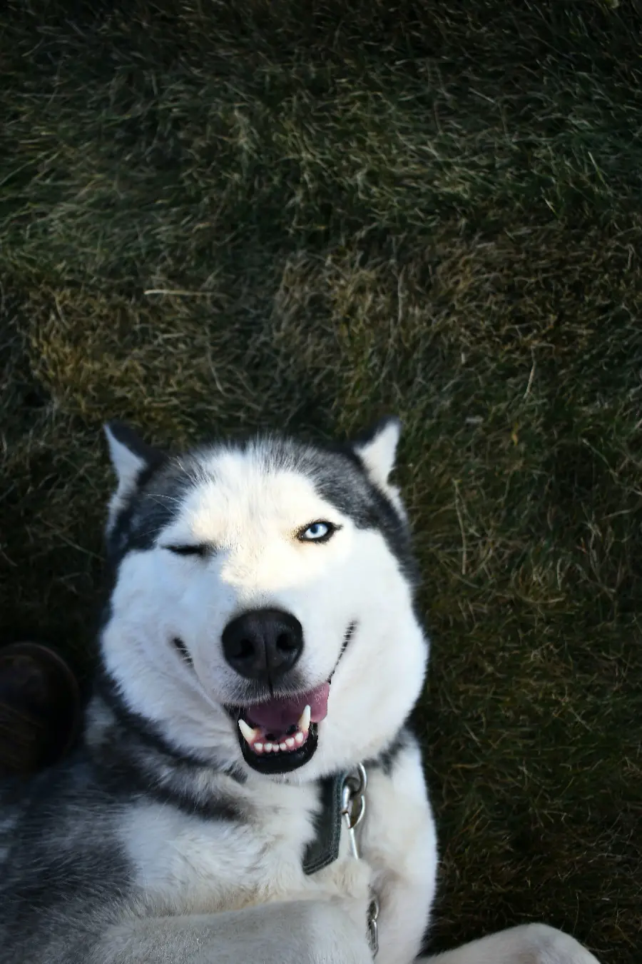 High quality funny and cute Husky smiling profile photo