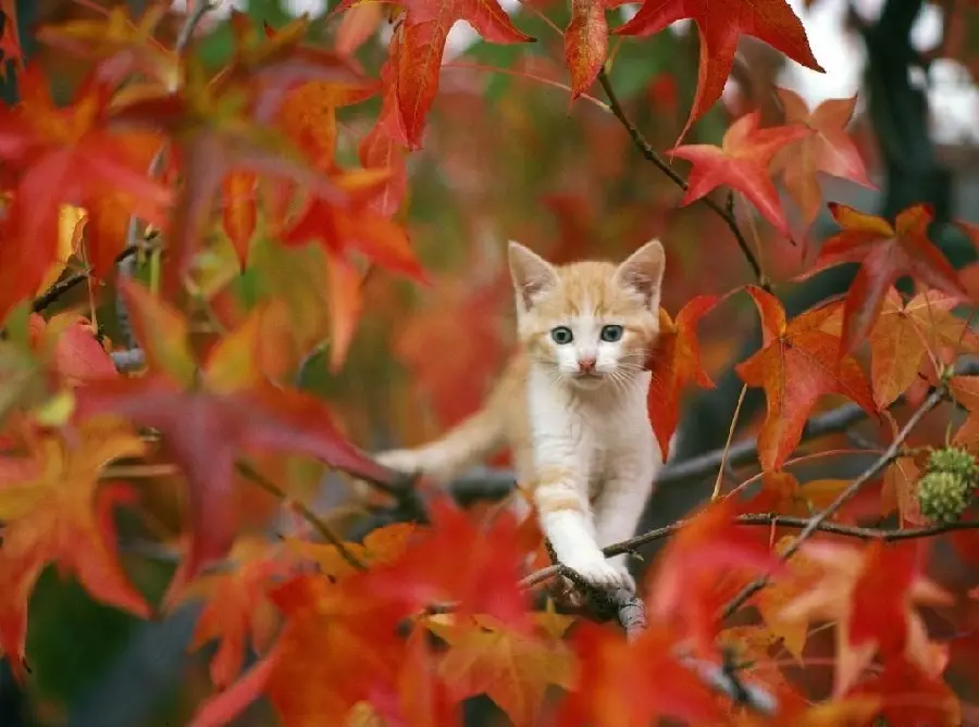 Cat photo among orange autumn leaves