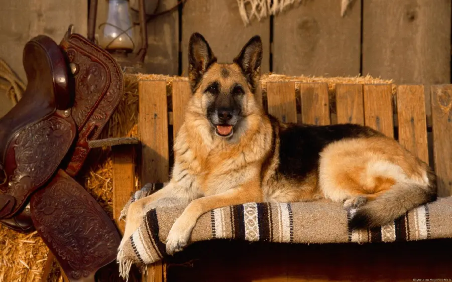 Unique German Shepherd Rex Background with Excellent Quality
