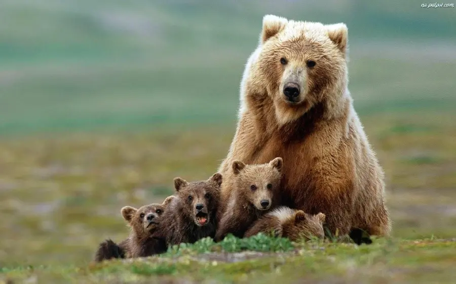 Spectacular stock photo of brown bear cubs on a blurred background