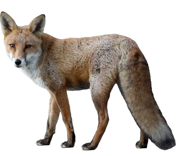 Quality photo of real fox for profile in PNG format