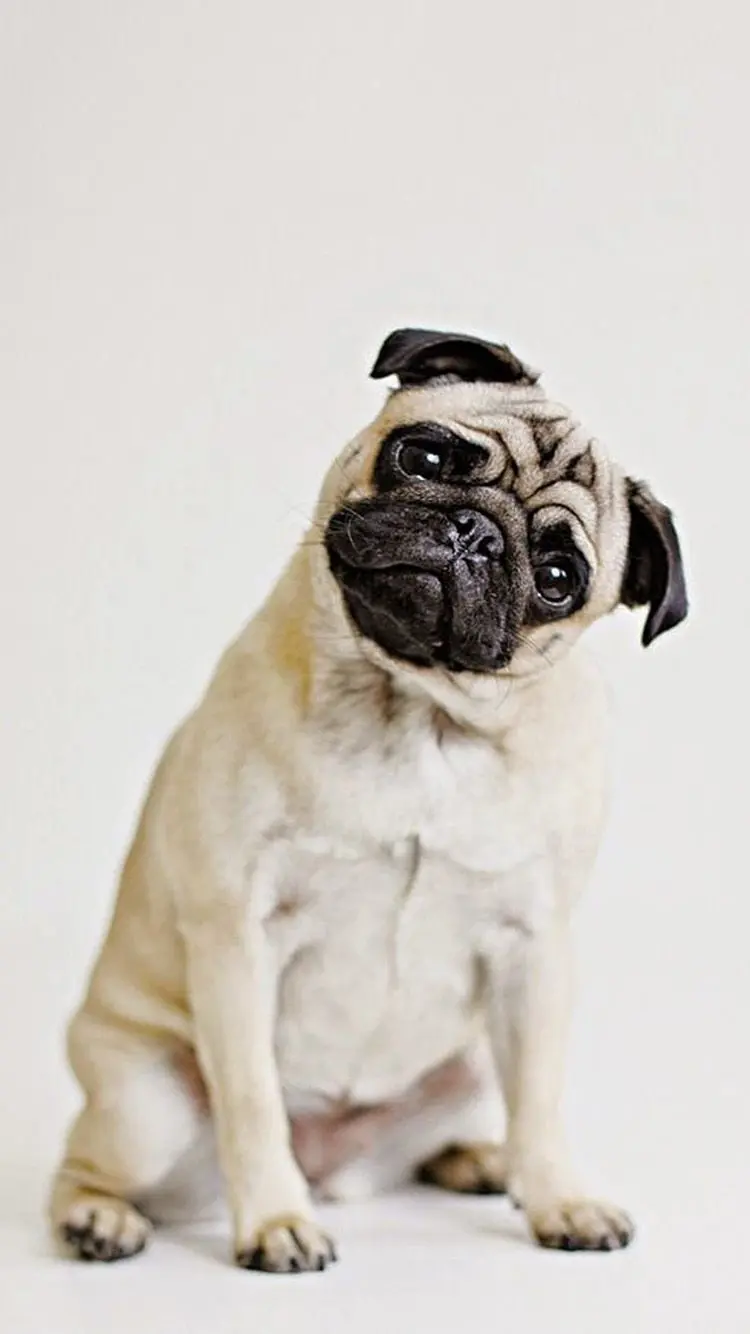 Beautiful and cute pug dog wallpaper for phone lock screen 