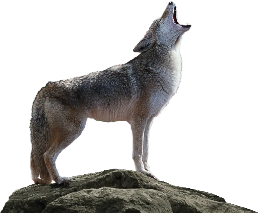 Download Real Wolf Stock Photo in PNG Format