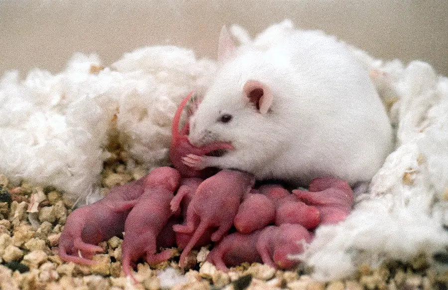 Stock image of a mother mouse and her newborn baby mice