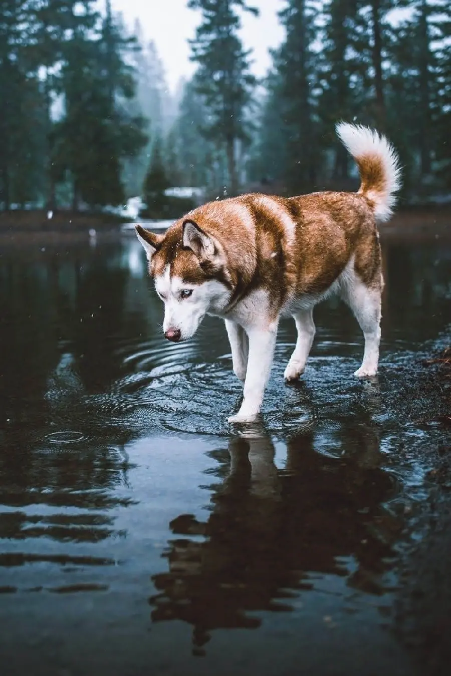 Stock image for phone background of Red Husky