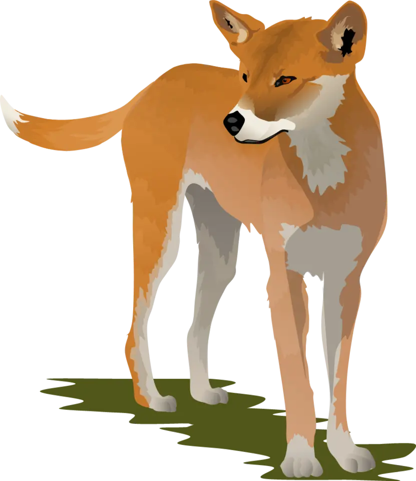 Wallpaper without background of cartoon dingo completely free