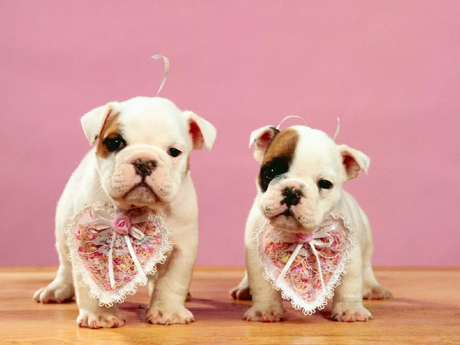 Photo Special quality dog ​​stock for printing signs in Valentine's themed stores