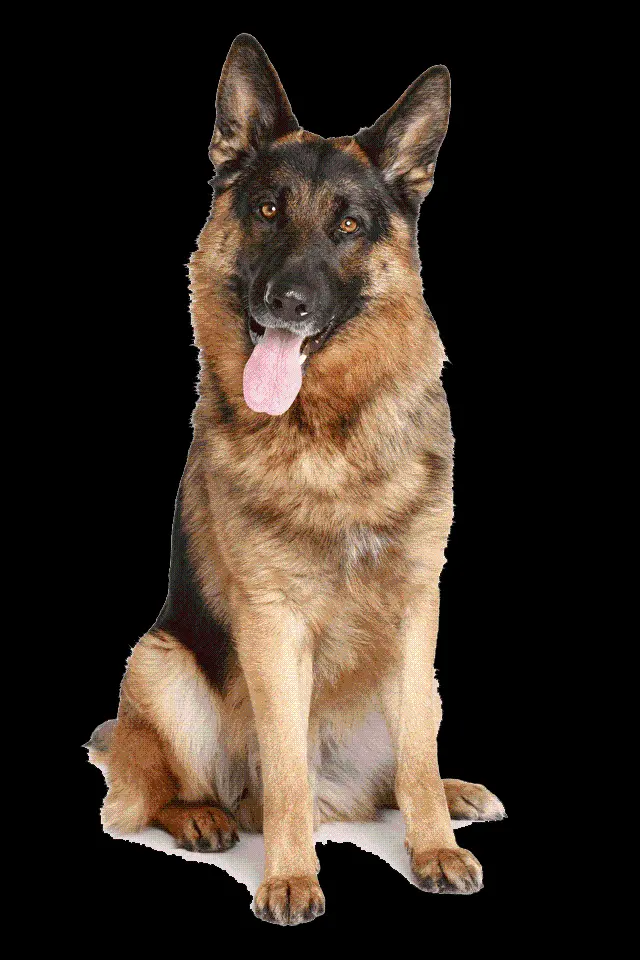 Most Downloaded Real German Shepherd Dog Wallpaper PNG
