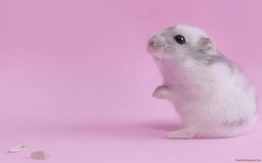 Hamster Wallpaper Melos
