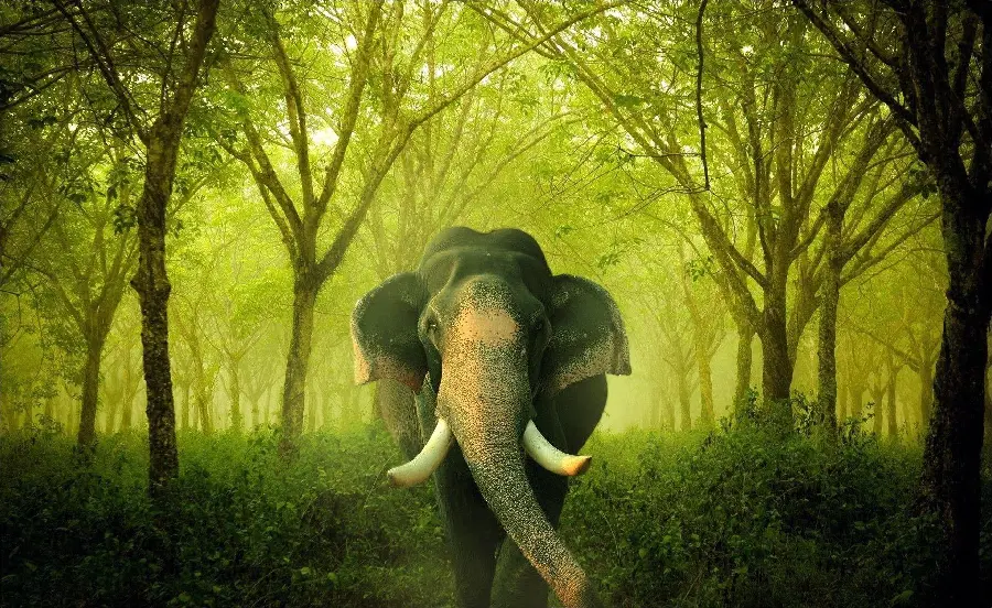 Download a photo of an elephantIn a painted forest with quality for profile