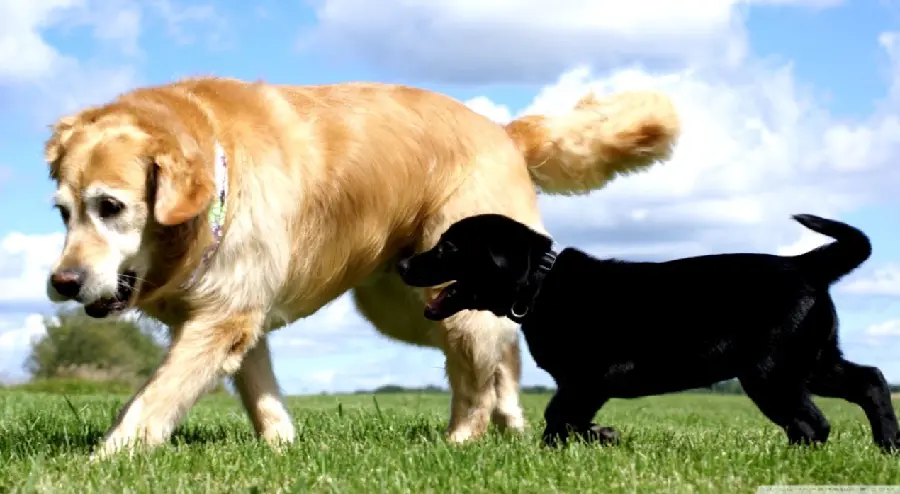 Download high quality and spectacular images of Labrador Retrievers