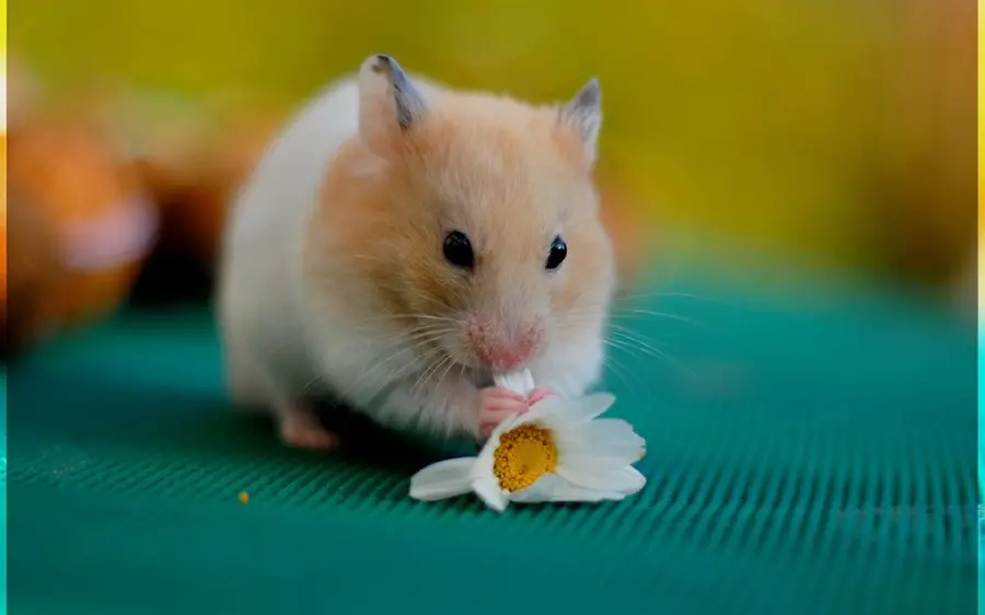 Hamster and flower wallpaper