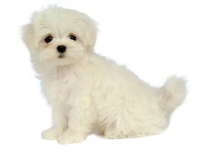 Download Real Maltese Dog Background Image PNG Completely Free