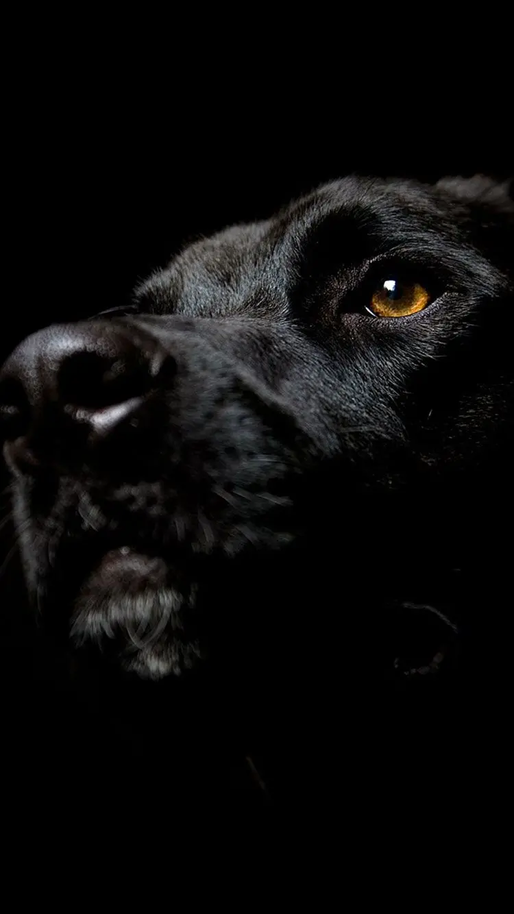 Black Labrador Retriever photo for phone in high quality