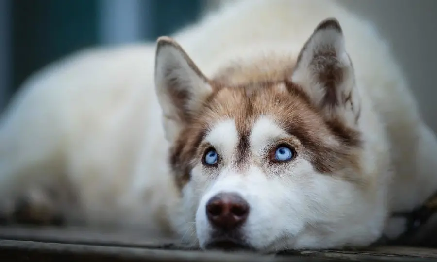 Very beautiful photo of a red husky for printing on a t-shirt