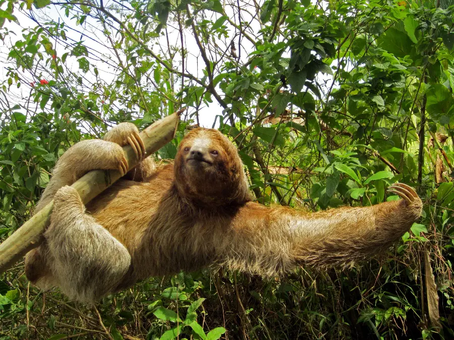 Image taken of a maned sloth in the wild