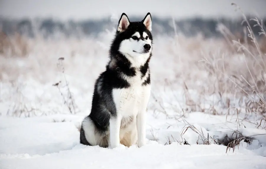 Red Husky Stock Image for Digital Pages