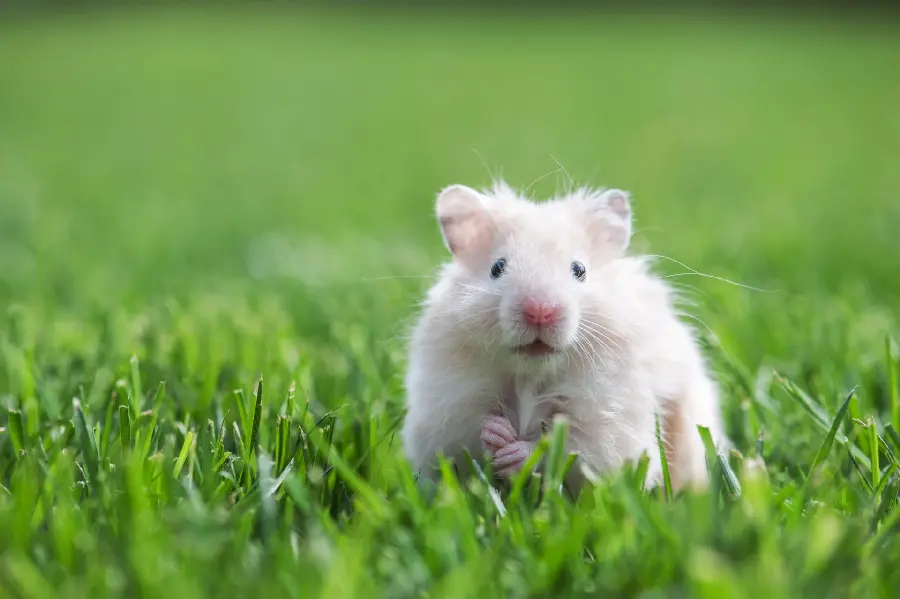 Free picture of a hamster in nature