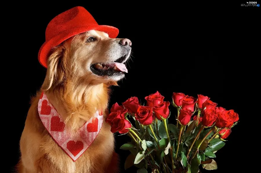 Stock photo of a dog for printing a Valentine's greeting card