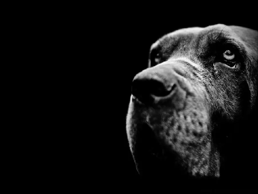 Artistic and fantastic photo of a dog Black with Full HD Resolution